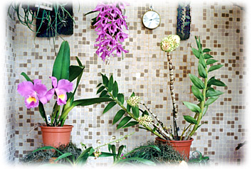 Foto/Photo: Maria da Penha Fagnani 