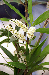 Foto/Photo: Rosário Almeida Braga 