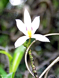 Foto/Photo: Rosário Almeida Braga 