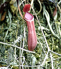 Foto/Photo: Rosário Almeida Braga 