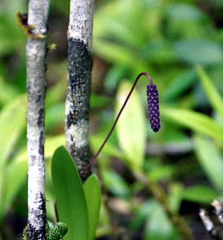 Foto/Photo: Rosário Almeida Braga 
