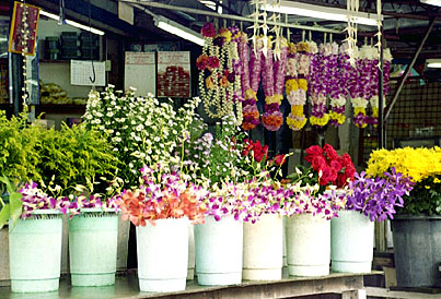 Foto/Photo: Rosário Almeida Braga 