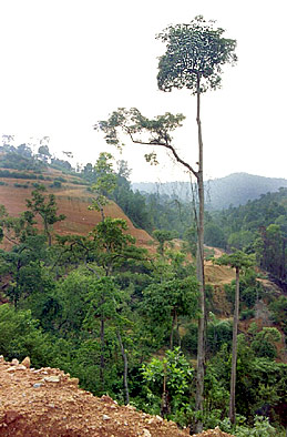 Foto/Photo: Rosário Almeida Braga 