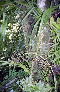 Foto/Photo: Rosário Almeida Braga 