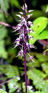 Foto/Photo: Rosário Almeida Braga 