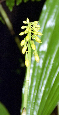 Foto/Photo: Rosário Almeida Braga 