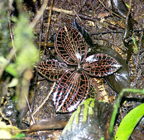 Foto/Photo: Rosário Almeida Braga 