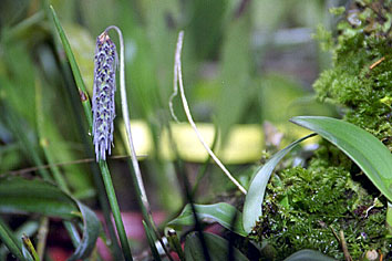 Foto/Photo: Rosário Almeida Braga 