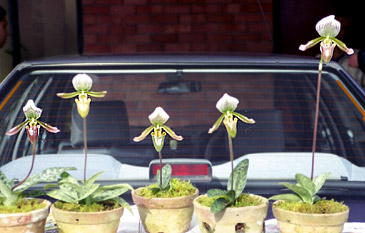 Foto/Photo: Rosário Almeida Braga 