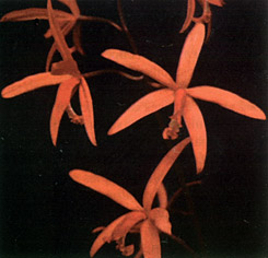 Photo: Vitorino P. Castro Neto 