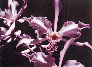 Photo: Vitorino P. Castro Neto 