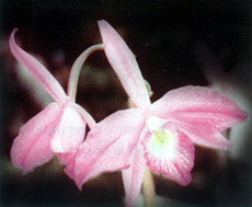 Photo: Vitorino P. Castro Neto 