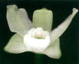 Photo: Vitorino P. Castro Neto 