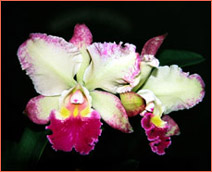 Photo/Foto: Roberto Agnes 