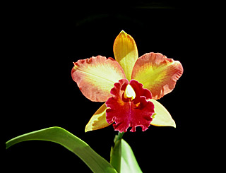 Photo/Foto: Roberto Agnes 