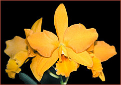 Photo/Foto: Roberto Agnes 