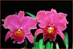 Photo/Foto: Roberto Agnes 