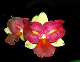 Photo/Foto: Roberto Agnes 