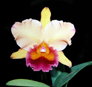 Photo/Foto: Roberto Agnes 