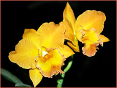 Photo/Foto: Roberto Agnes 