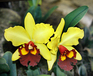 Photo/Foto: Roberto Agnes  