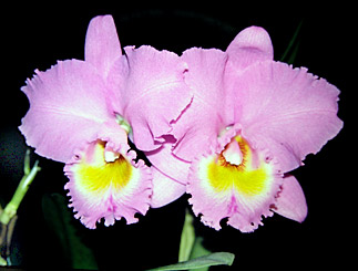 Photo/Foto: Roberto Agnes 