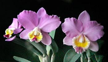 Photo/Foto: Roberto Agnes 