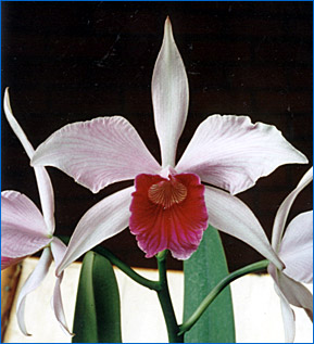 Foto/Photo: Sergio Araujo