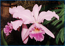 Foto/Photo: Sergio Araujo