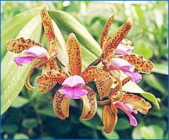 Foto/Photo: Sergio Araujo