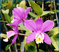 Foto/Photo: Sergio Araujo