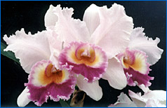 Foto/Photo: Sergio Araujo