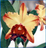 Foto/Photo: Sergio Araujo