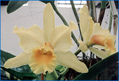 Foto/Photo: Sergio Araujo