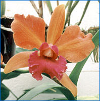 Foto/Photo: Sergio Araujo