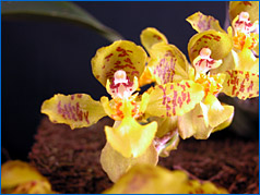 Foto/Photo: Sergio Araujo