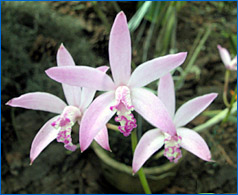 Foto/Photo: Sergio Araujo