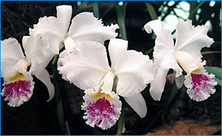 Foto/Photo: Sergio Araujo