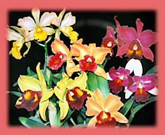 Foto/Photo: Roberto Agnes