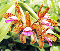 Photo/Foto: Sergio Araujo 