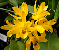 Photo/Foto: Sergio Araujo 