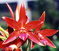 Photo/Foto: Sergio Araujo 