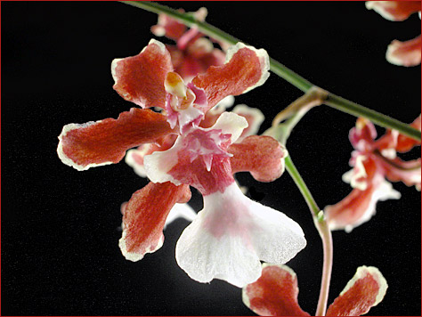 Foto/Photo: Sergio Araujo