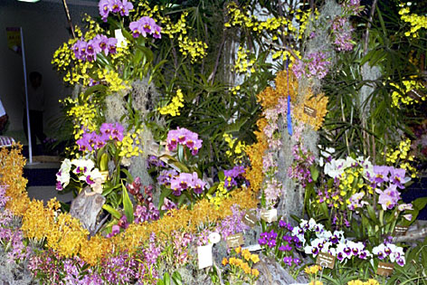 Foto/Photo: M.Rosário Almeida Braga