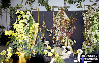 Foto/Photo: M.Rosário Almeida Braga