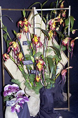 Foto/Photo: M.Rosário Almeida Braga