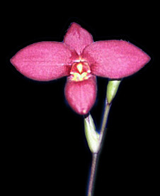 Foto/Photo: M.Rosário Almeida Braga