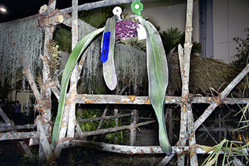 Foto/Photo: M.Rosário Almeida Braga