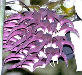 Foto/Photo: M.Rosário Almeida Braga