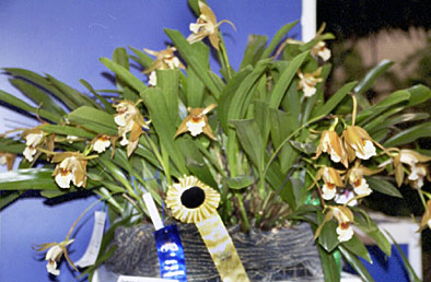 Foto/Photo: M.Rosário Almeida Braga